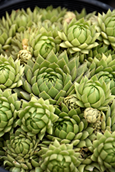Chick Charms Key Lime Kiss Hens And Chicks (Sempervivum 'Key Lime Kiss') at Make It Green Garden Centre