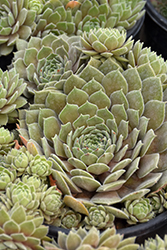 Chick Charms Silver Suede Hens And Chicks (Sempervivum 'Silver Suede') at Make It Green Garden Centre
