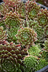 Chick Charms Cinnamon Starburst Hens And Chicks (Sempervivum 'Cinnamon Starburst') at Make It Green Garden Centre