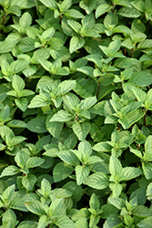 Ginger Mint (Mentha x gracilis) at Make It Green Garden Centre