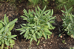 Common Sage (Salvia officinalis) at Make It Green Garden Centre