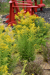Canadian Goldenrod (Solidago canadensis) at Make It Green Garden Centre