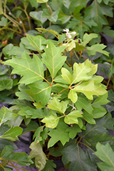 Grape Ivy (Cissus rhombifolia) at Make It Green Garden Centre