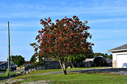 Showy Mountain Ash (Sorbus decora) at Make It Green Garden Centre