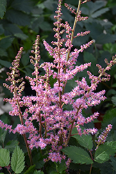 Veronica Klose Astilbe (Astilbe chinensis 'Veronica Klose') at Make It Green Garden Centre