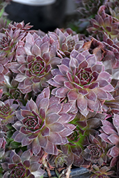 Chick Charms Chocolate Kiss Hens And Chicks (Sempervivum 'Chocolate Kiss') at Make It Green Garden Centre