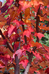 Prairie Rouge Red Maple (Acer rubrum 'Jefrouge') at Lurvey Garden Center