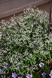 Breathless White Euphorbia (Euphorbia 'Balbrewite') at Make It Green Garden Centre