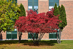 Amur Maple (Acer ginnala) at Make It Green Garden Centre