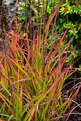 Flame Grass (Miscanthus sinensis 'Purpurascens') at Make It Green Garden Centre