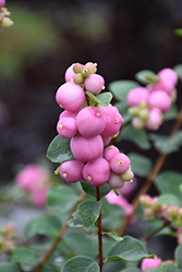 Marleen Pink Snowberry (Symphoricarpos x doorenbosii 'Marleen') at Make It Green Garden Centre