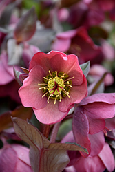 Penny's Pink Hellebore (Helleborus 'Penny's Pink') at Make It Green Garden Centre