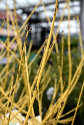 Arctic Fire Yellow Dogwood (Cornus sericea 'SMNCSBD') at Make It Green Garden Centre
