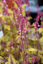 Fun and Games Eye Spy Foamy Bells (Heucherella 'Eye Spy') at Make It Green Garden Centre