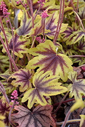 Fun and Games Eye Spy Foamy Bells (Heucherella 'Eye Spy') at Make It Green Garden Centre