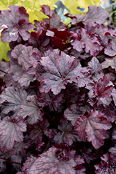 Plum Pudding Coral Bells (Heuchera 'Plum Pudding') at Lurvey Garden Center