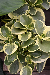 Variegated Baby Rubber Plant (Peperomia obtusifolia 'Variegata') at Make It Green Garden Centre