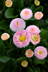 Tasso Strawberries And Cream English Daisy (Bellis perennis 'Tasso Strawberries And Cream') at Make It Green Garden Centre