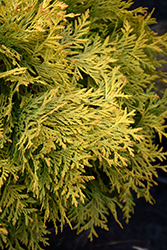 Golden Globe Arborvitae (Thuja occidentalis 'Golden Globe') at Lurvey Garden Center