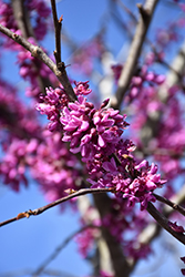 Eastern Redbud (tree form) (Cercis canadensis '(tree form)') at Make It Green Garden Centre
