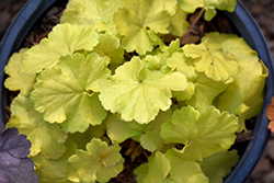 Northern Exposure Lime Coral Bells (Heuchera 'TNHEUNEL') at Make It Green Garden Centre