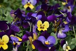 Endurio Blue Yellow with Purple Wing Pansy (Viola cornuta 'Endurio Blue Yellow Purple Wing') at Make It Green Garden Centre