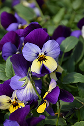 Endurio Blue Yellow with Purple Wing Pansy (Viola cornuta 'Endurio Blue Yellow Purple Wing') at Make It Green Garden Centre