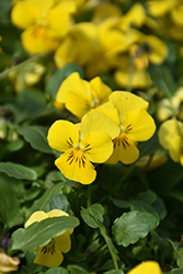 Endurio Pure Yellow Pansy (Viola cornuta 'Endurio Pure Yellow') at Make It Green Garden Centre