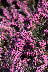 Springwood Pink Heath (Erica carnea 'Springwood Pink') at Make It Green Garden Centre