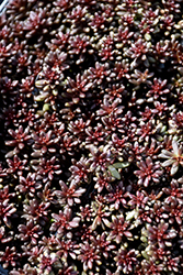 Coral Carpet Stonecrop (Sedum album 'Coral Carpet') at Make It Green Garden Centre