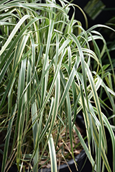 Hello Spring! Reed Grass (Calamagrostis x acutiflora 'Hello Spring!') at Make It Green Garden Centre