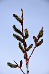Black Pussy Willow (Salix gracilistyla 'Melanostachys') at Make It Green Garden Centre
