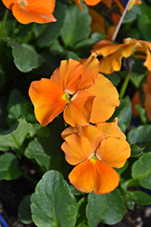 Penny Orange Pansy (Viola cornuta 'Penny Orange') at Make It Green Garden Centre