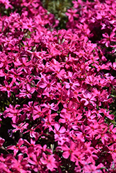 Scarlet Flame Moss Phlox (Phlox subulata 'Scarlet Flame') at Make It Green Garden Centre