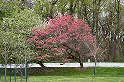 Cherokee Chief Flowering Dogwood (Cornus florida 'Cherokee Chief') at Lurvey Garden Center