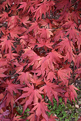 Purple Ghost Japanese Maple (Acer palmatum 'Purple Ghost') at Make It Green Garden Centre