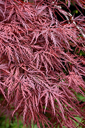 Red Dragon Japanese Maple (Acer palmatum 'Red Dragon') at Make It Green Garden Centre