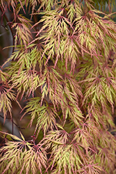 Orangeola Cutleaf Japanese Maple (Acer palmatum 'Orangeola') at Lurvey Garden Center