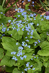 Siberian Bugloss (Brunnera macrophylla) at Lurvey Garden Center