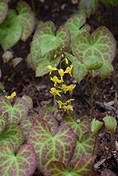 Froehnleiten Bishop's Hat (Epimedium x perralchicum 'Froehnleiten') at Make It Green Garden Centre