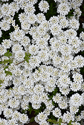 Snowflake Candytuft (Iberis sempervirens 'Snowflake') at Make It Green Garden Centre