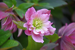 Maid Of Honor Hellebore (Helleborus 'Maid Of Honor') at Make It Green Garden Centre