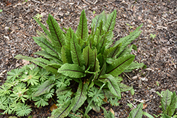 Ornamental Sorrel (Rumex sanguineus) at Make It Green Garden Centre