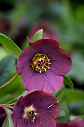 Honeymoon Rome In Red Hellebore (Helleborus 'Rome In Red') at Make It Green Garden Centre