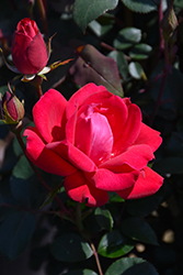 Double Knock Out Rose (Rosa 'Radtko') at Lurvey Garden Center