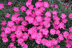 Vivid Bright Light Pinks (Dianthus 'Uribest52') at Make It Green Garden Centre