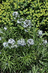 Butterscotch Blue Star (Amsonia hubrichtii 'Butterscotch') at Make It Green Garden Centre