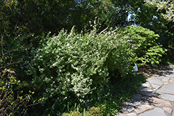 Pink Ice Spirea (Spiraea x vanhouttei 'Pink Ice') at Make It Green Garden Centre