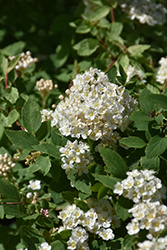 Pink Ice Spirea (Spiraea x vanhouttei 'Pink Ice') at Make It Green Garden Centre