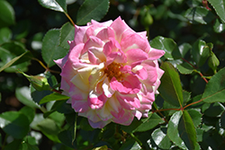 Music Box Rose (Rosa 'BAIbox') at Make It Green Garden Centre